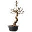 Ulmus parvifolia Nire, 64 cm, ± 8 years old
