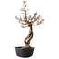 Ulmus parvifolia Nire, 64 cm, ± 8 ans