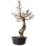 Ulmus parvifolia Nire, 64 cm, ± 8 years old
