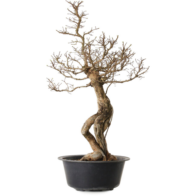 Ulmus parvifolia Nire, 64 cm, ± 8 anni