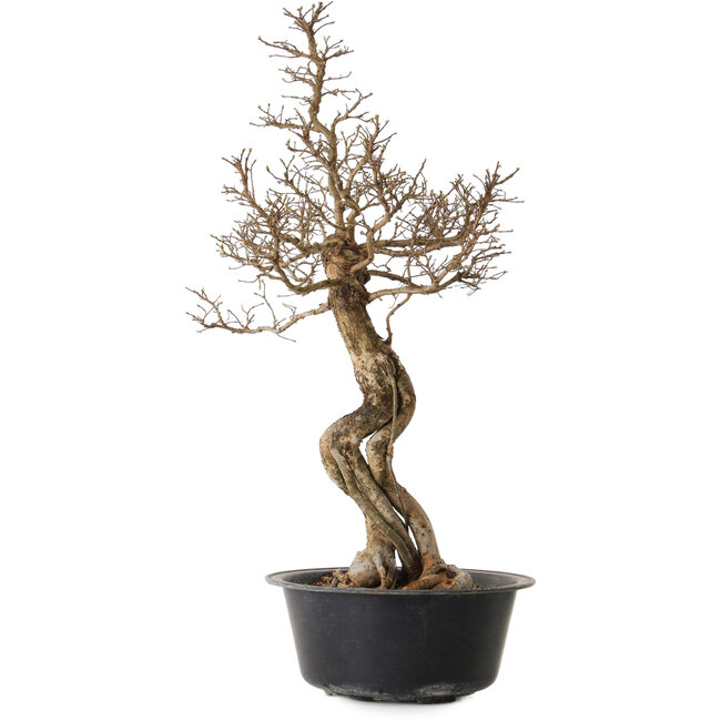 Ulmus parvifolia Nire, 64 cm, ± 8 jaar oud