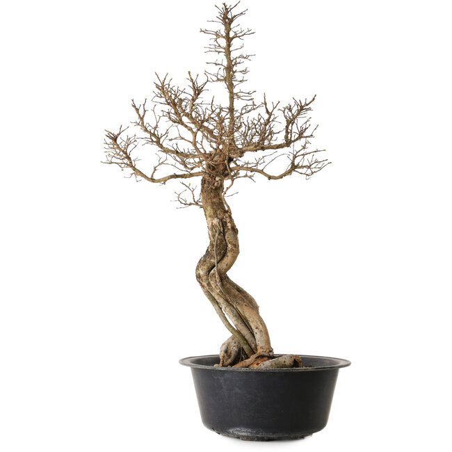 Ulmus parvifolia Nire, 64 cm, ± 8 años