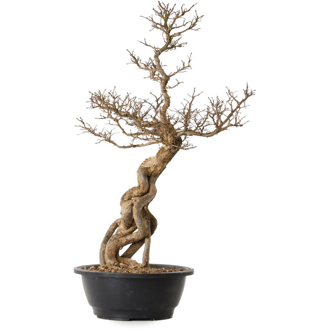 Ulmus parvifolia Nire, 54 cm, ± 8 Jahre alt