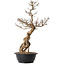 Ulmus parvifolia Nire, 54 cm, ± 8 ans