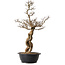 Ulmus parvifolia Nire, 54 cm, ± 8 years old