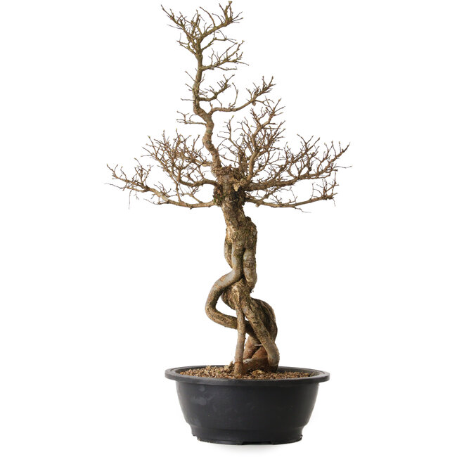 Ulmus parvifolia Nire, 54 cm, ± 8 ans