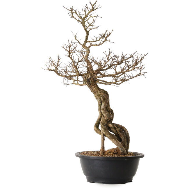 Ulmus parvifolia Nire, 54 cm, ± 8 Jahre alt