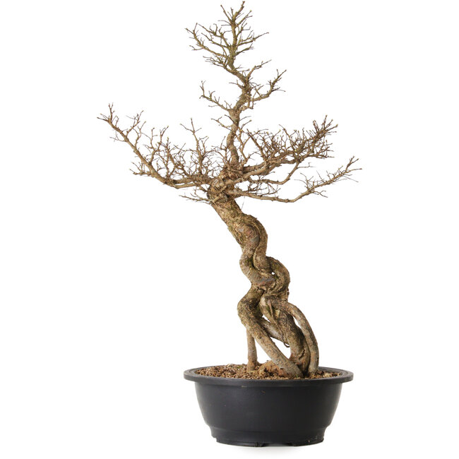 Ulmus parvifolia Nire, 54 cm, ± 8 anni