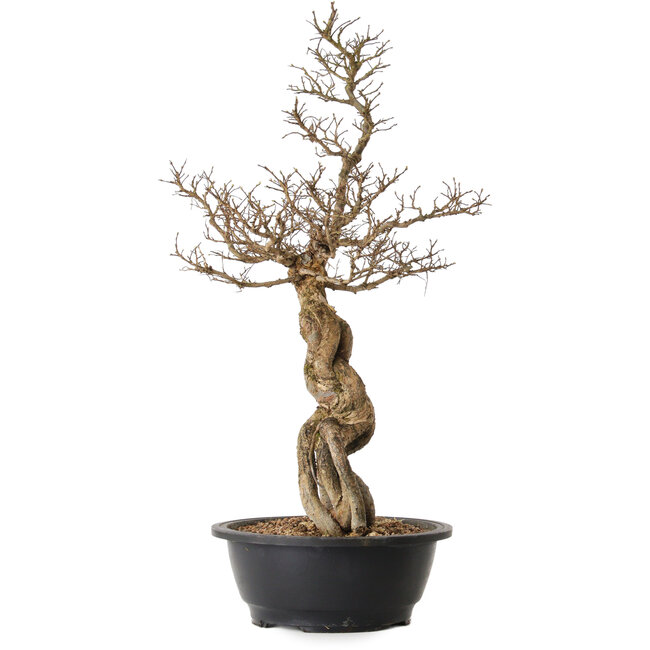 Ulmus parvifolia Nire, 54 cm, ± 8 Jahre alt