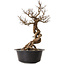 Ulmus parvifolia Nire, 49 cm, ± 8 years old