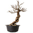 Ulmus parvifolia Nire, 49 cm, ± 8 years old