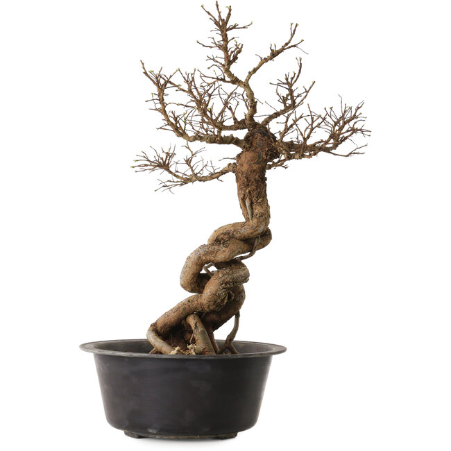 Ulmus parvifolia Nire, 49 cm, ± 8 years old