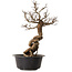 Ulmus parvifolia Nire, 49 cm, ± 8 years old