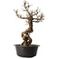 Ulmus parvifolia Nire, 49 cm, ± 8 years old