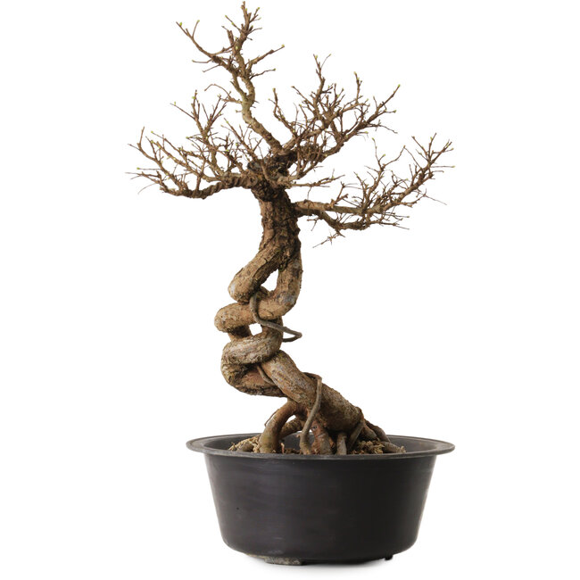 Ulmus parvifolia Nire, 49 cm, ± 8 years old