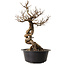Ulmus parvifolia Nire, 49 cm, ± 8 years old