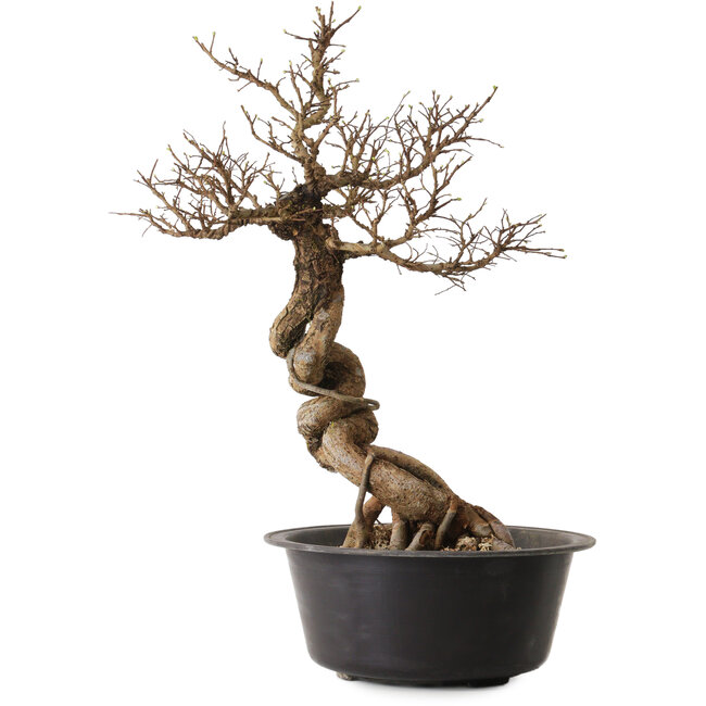 Ulmus parvifolia Nire, 49 cm, ± 8 years old