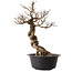 Ulmus parvifolia Nire, 49 cm, ± 8 years old
