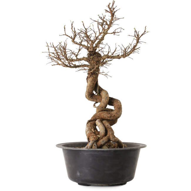 Ulmus parvifolia Nire, 49 cm, ± 8 years old