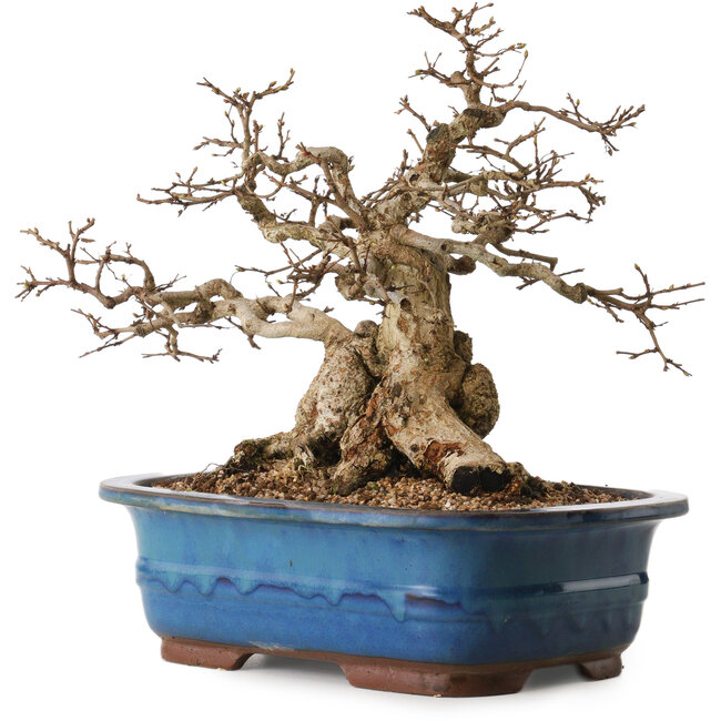 Carpinus coreana, 30 cm, ± 30 anni, con nebari di 22 cm