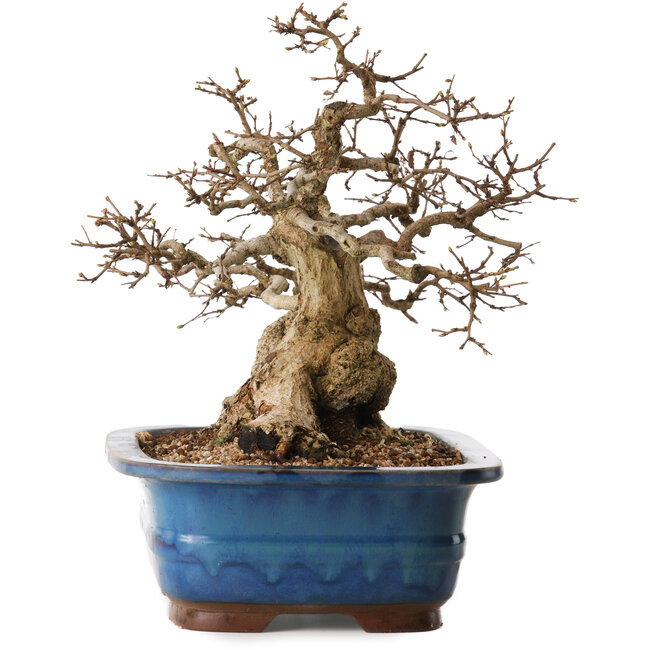 Carpinus coreana, 30 cm, ± 30 ans, avec un nebari de 22 cm