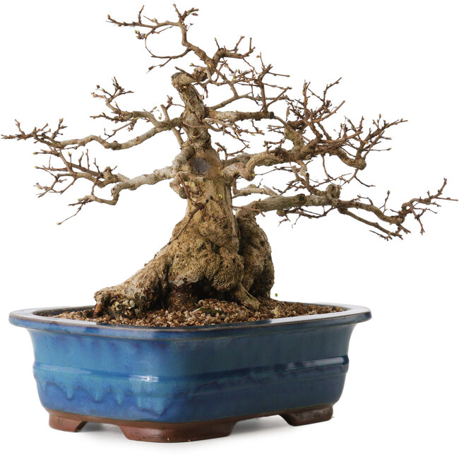 Carpinus coreana, 30 cm, ± 30 Jahre alt, mit einem Nebari von 22 cm