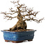 Carpinus coreana, 30 cm, ± 30 ans, avec un nebari de 22 cm