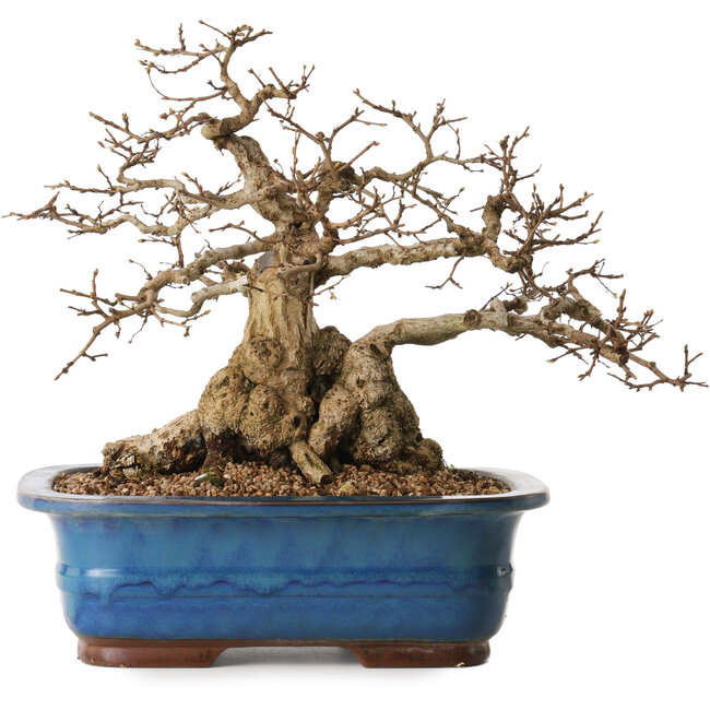 Carpinus coreana, 30 cm, ± 30 Jahre alt, mit einem Nebari von 22 cm