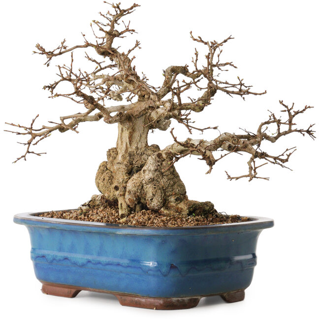Carpinus coreana, 30 cm, ± 30 jaar oud, met een nebari van 22 cm