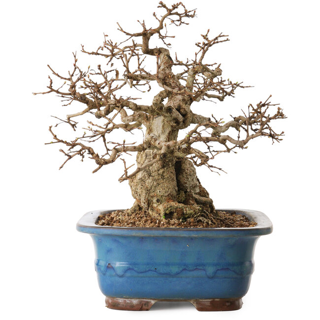 Carpinus coreana, 30 cm, ± 30 años, con un nebari de 22 cm