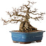 Carpinus coreana, 30 cm, ± 30 ans, avec un nebari de 22 cm