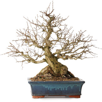 Carpinus coreana, 42 cm, ± 30 years old