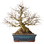Carpinus coreana, 42 cm, ± 30 years old, with a nebari of 23 cm