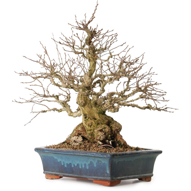 Carpinus coreana, 42 cm, ± 30 anni, con nebari di 23 cm