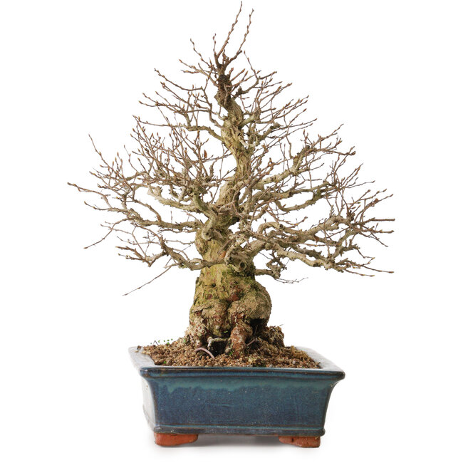 Carpinus coreana, 42 cm, ± 30 anni, con nebari di 23 cm