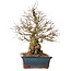 Carpinus coreana, 42 cm, ± 30 anni, con nebari di 23 cm