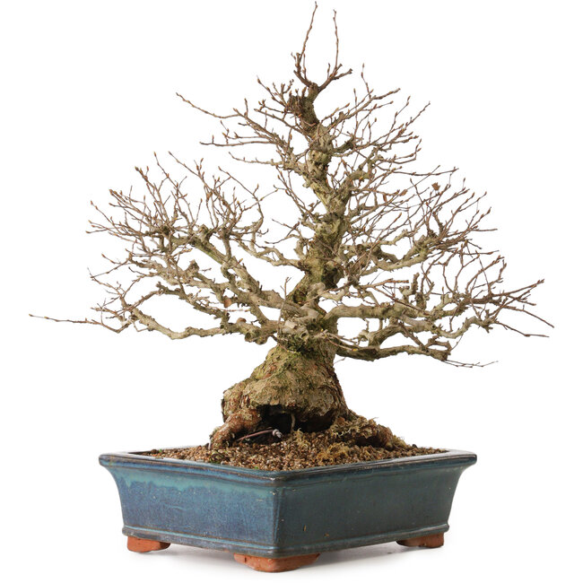 Carpinus coreana, 42 cm, ± 30 años, con un nebari de 23 cm