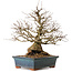 Carpinus coreana, 42 cm, ± 30 years old, with a nebari of 23 cm
