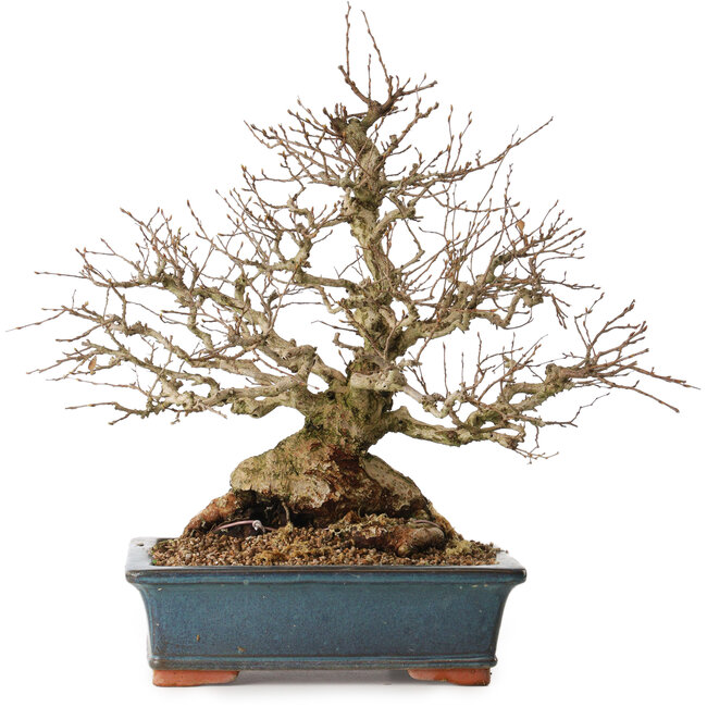 Carpinus coreana, 42 cm, ± 30 years old, with a nebari of 23 cm