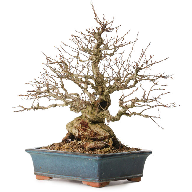 Carpinus coreana, 42 cm, ± 30 anni, con nebari di 23 cm