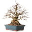 Carpinus coreana, 42 cm, ± 30 years old, with a nebari of 23 cm