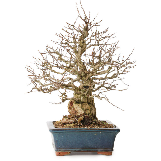 Carpinus coreana, 42 cm, ± 30 anni, con nebari di 23 cm