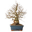 Carpinus coreana, 42 cm, ± 30 years old, with a nebari of 23 cm