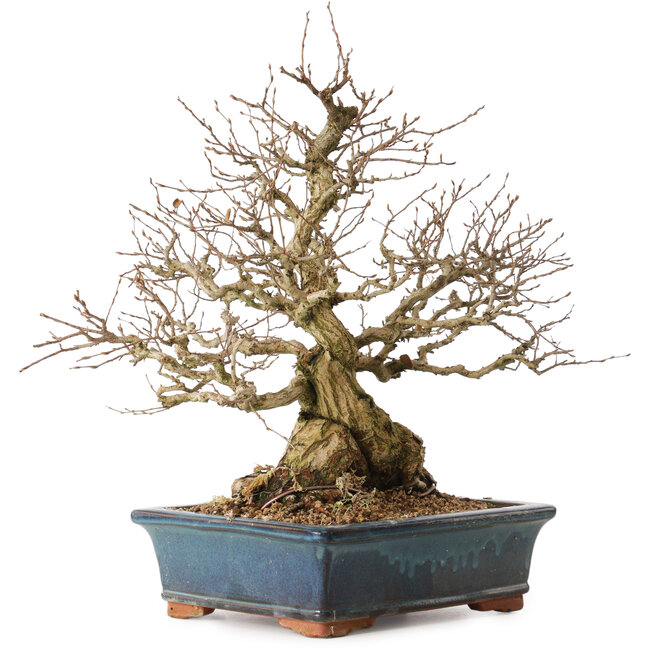 Carpinus coreana, 42 cm, ± 30 años, con un nebari de 23 cm