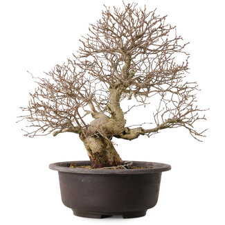 Carpinus coreana, 41 cm, ± 30 years old