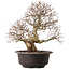 Carpinus coreana, 41 cm, ± 30 years old