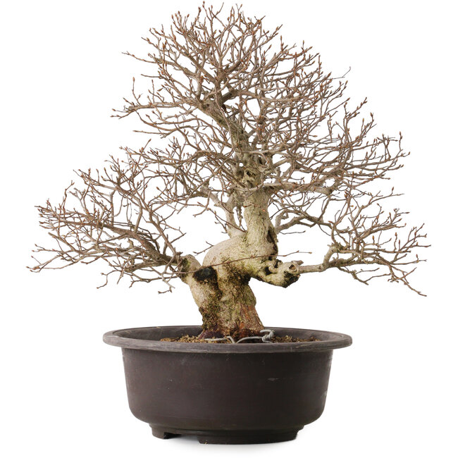 Carpinus coreana, 41 cm, ± 30 years old