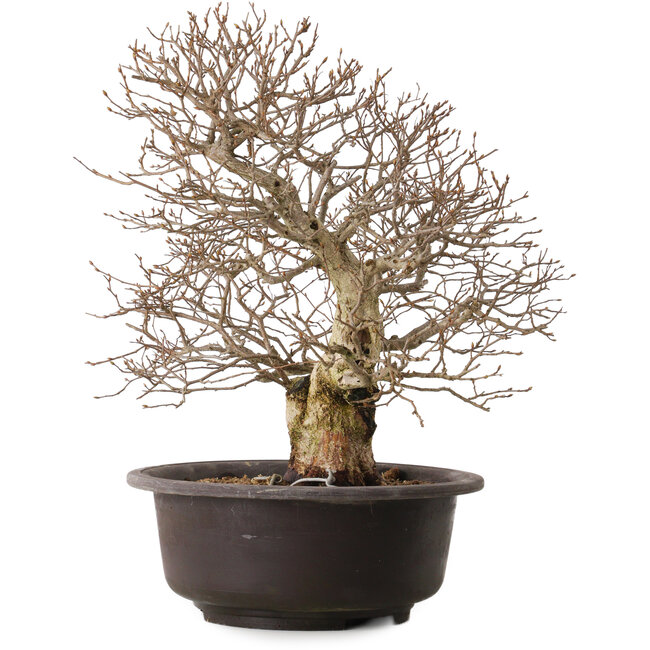 Carpinus coreana, 41 cm, ± 30 years old