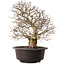 Carpinus coreana, 41 cm, ± 30 years old
