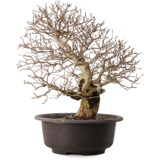 Carpinus coreana, 41 cm, ± 30 years old